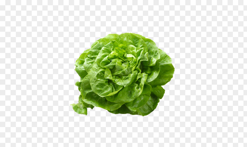 Romanesco Broccoli Butterhead Lettuce Romaine Salad Vegetable PNG