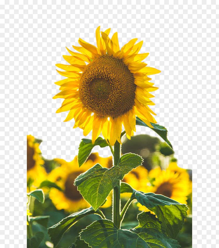 Stock.xchng Common Sunflower Image Photograph PNG