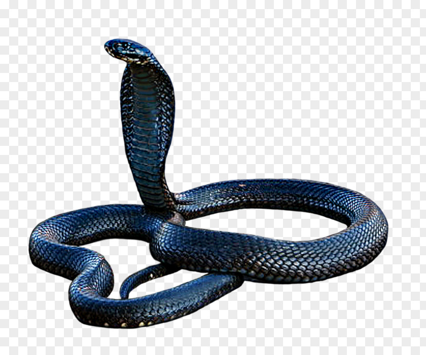 Kobra Outline Snakes King Cobra Clip Art PNG