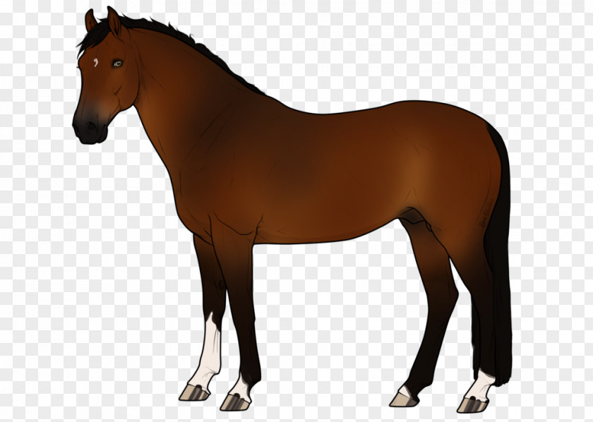 Mustang Stallion Mare Pony Mane Akhal-Teke PNG