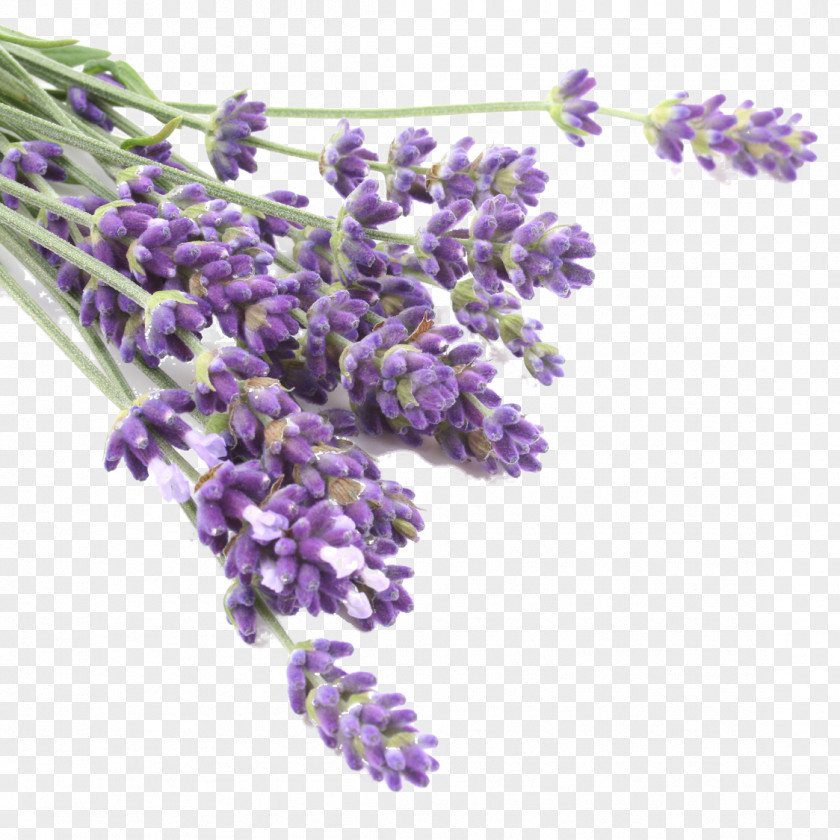 Oil Lavender Essential Skin Care PNG