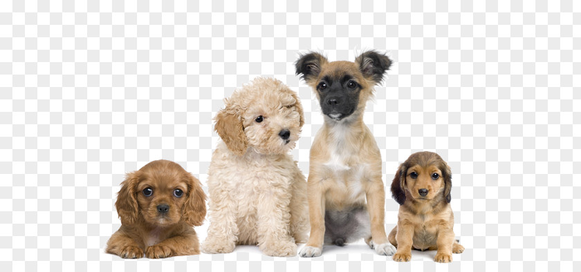 Puppy Dogs Dog Training Cat Veterinarian PNG