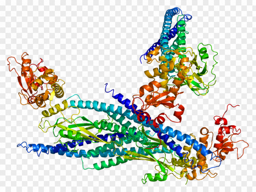 Range STAT5A SH2 Domain STAT Protein STAT5B PNG