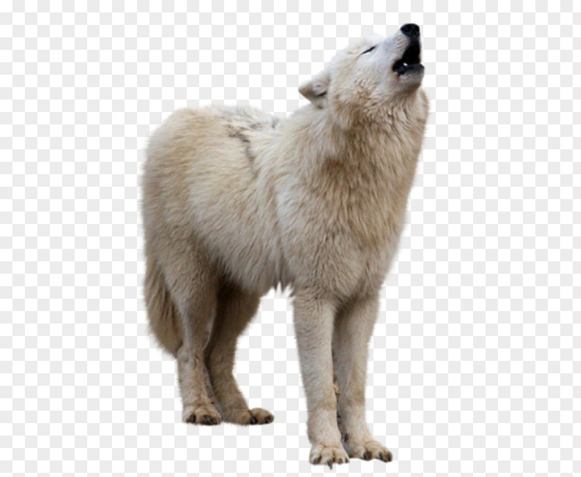 Arctic Wolf Clip Art PNG