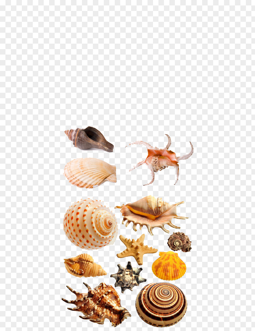 Conch Shell Material Seashell Clip Art PNG