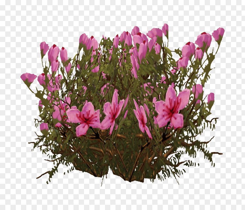 Design Cyclamen Floral Pink M Petal PNG