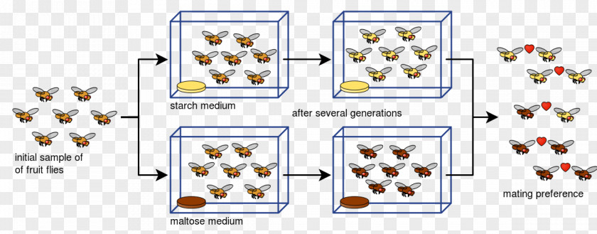 Fly Drosophila Pseudoobscura Sympatric Speciation Geographical Isolation Common Fruit PNG