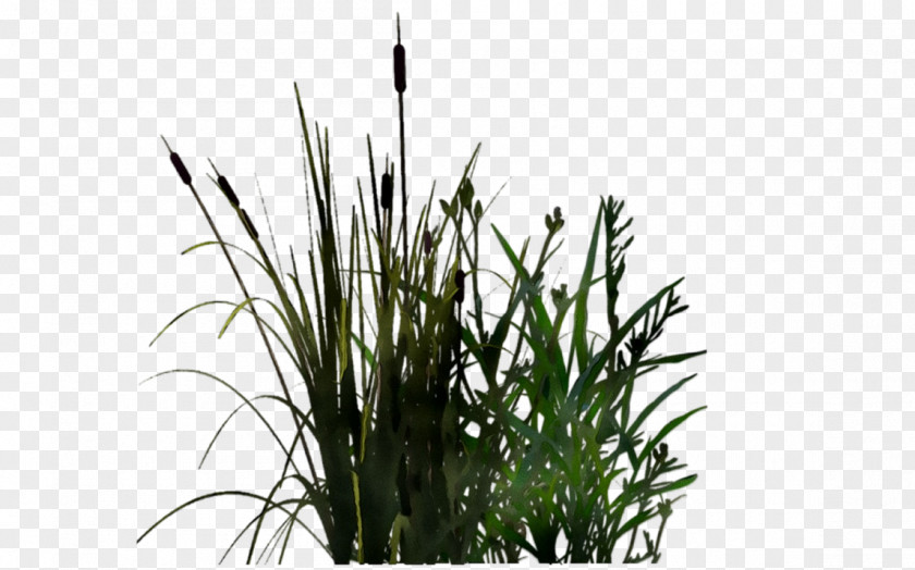 Grasses Tree PNG