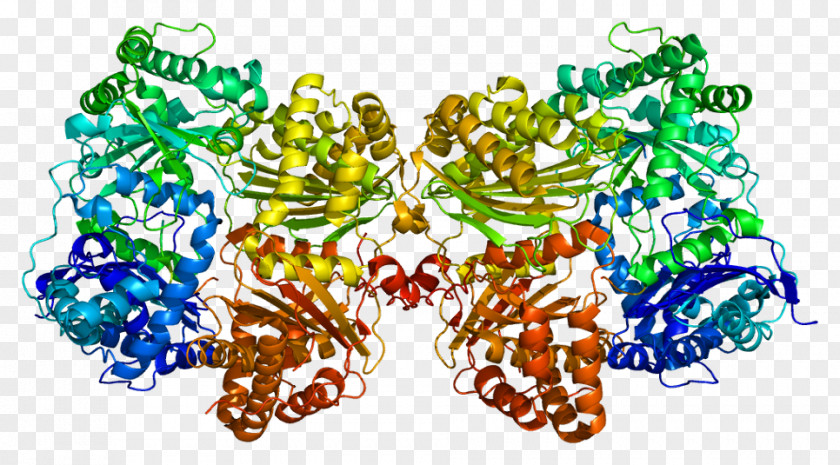 Hormone Insulin-degrading Enzyme Protein Biology Catalysis PNG