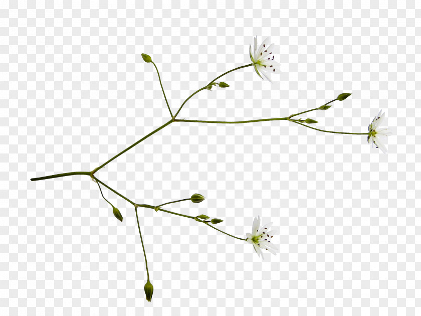 Ppt边框 Flower Lilium Information Plant Stem PNG