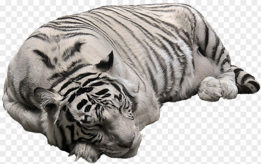 Tiger Bengal Polar Bear White Clip Art PNG