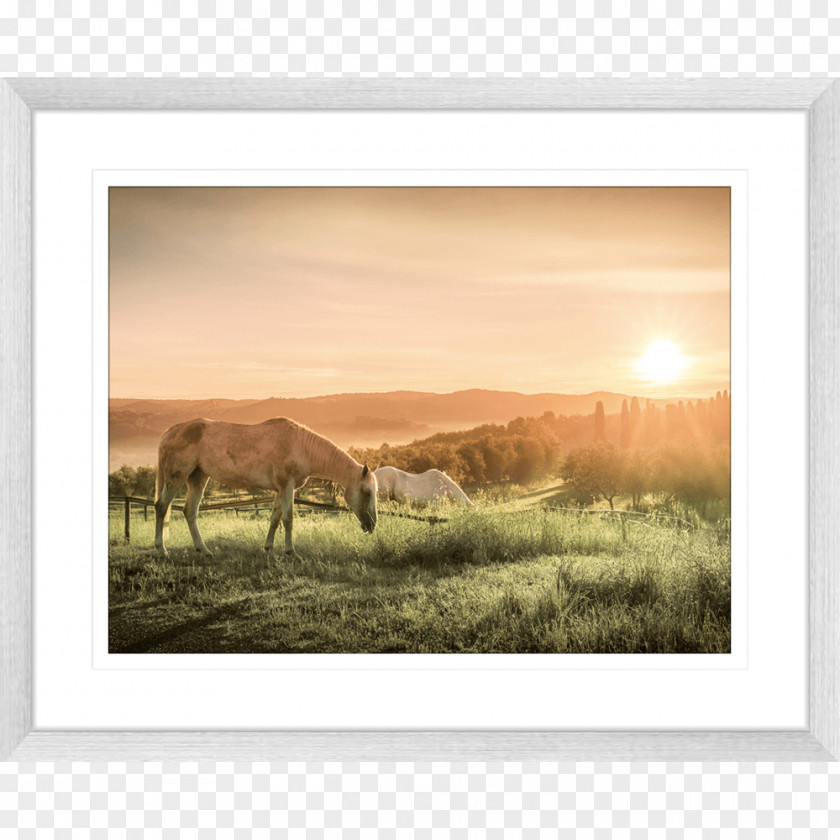 Watercolor Horse Work Of Art Picture Frames Photography Printmaking PNG