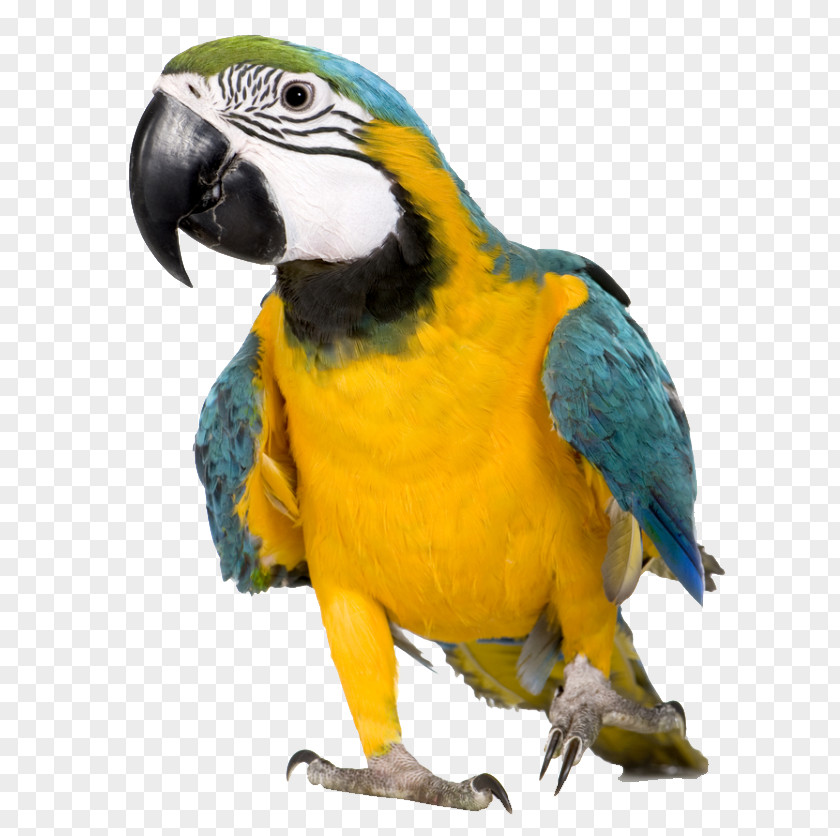 Bird Talking Budgerigar Macaw Pet PNG