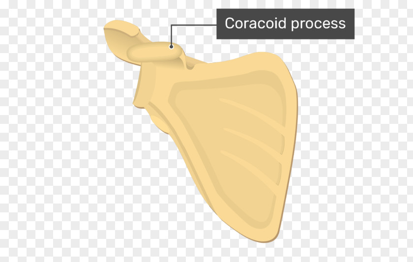 Coracoid Process Glenoid Cavity Scapula Acromion PNG