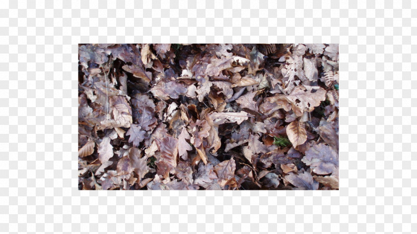 Dry Leaves Photography Oak PNG