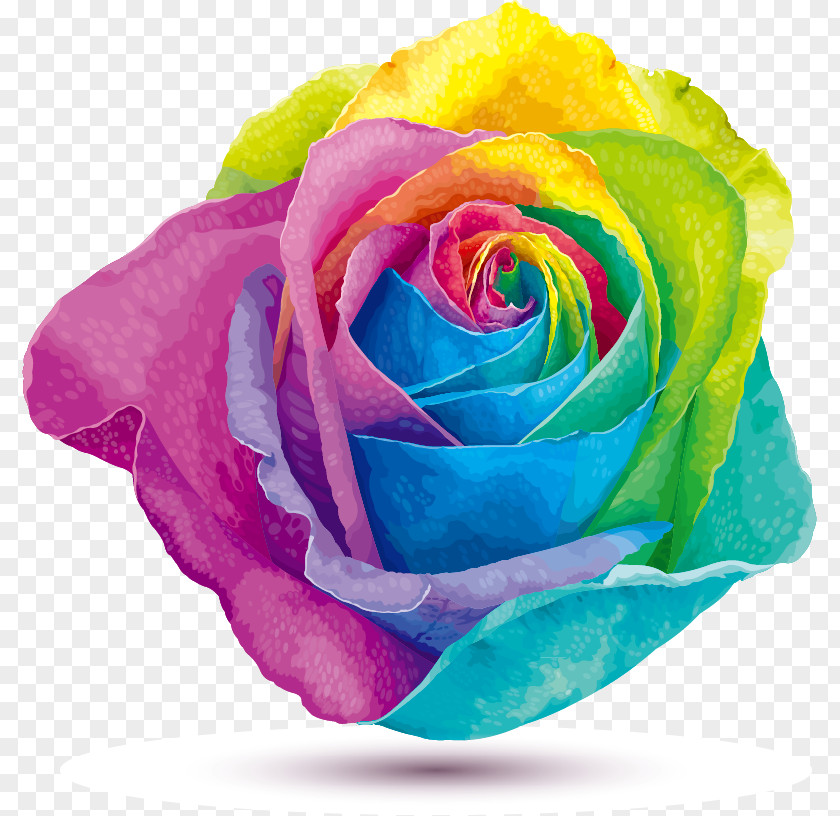 Rainbow-colored Roses Rainbow Rose Stock Photography Color PNG