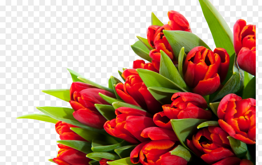 Tulip Floral Design Cut Flowers Flower Bouquet PNG