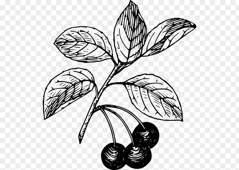 Cherry Black Bitter-berry Clip Art PNG