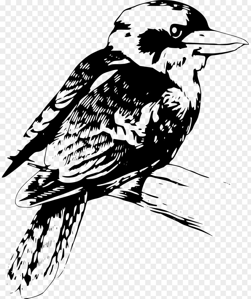 Kookaburra Drawing Clip Art PNG