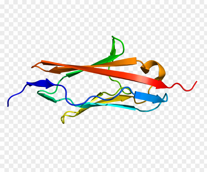 Limbs MYOT Gene Titin Mutation Muscular Dystrophy PNG