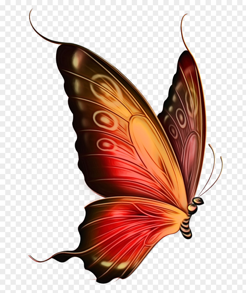 Monarch Butterfly Wing Watercolor Art PNG