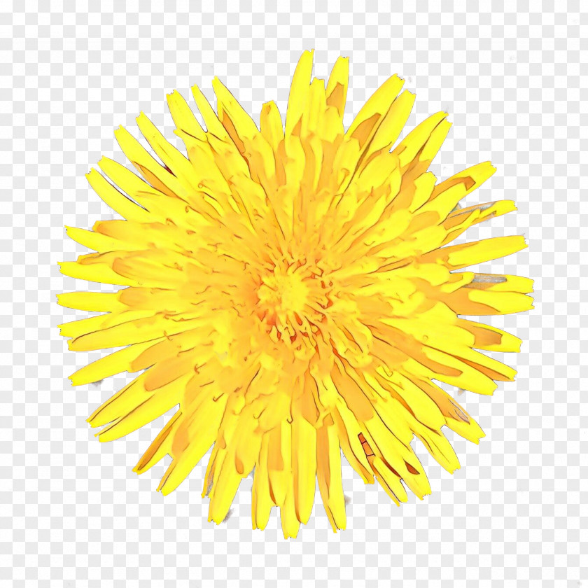 Dandelion Clip Art Image Desktop Wallpaper PNG