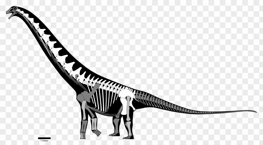 Dinosaur Velociraptor Futalognkosaurus Late Cretaceous Coniacian Turonian PNG