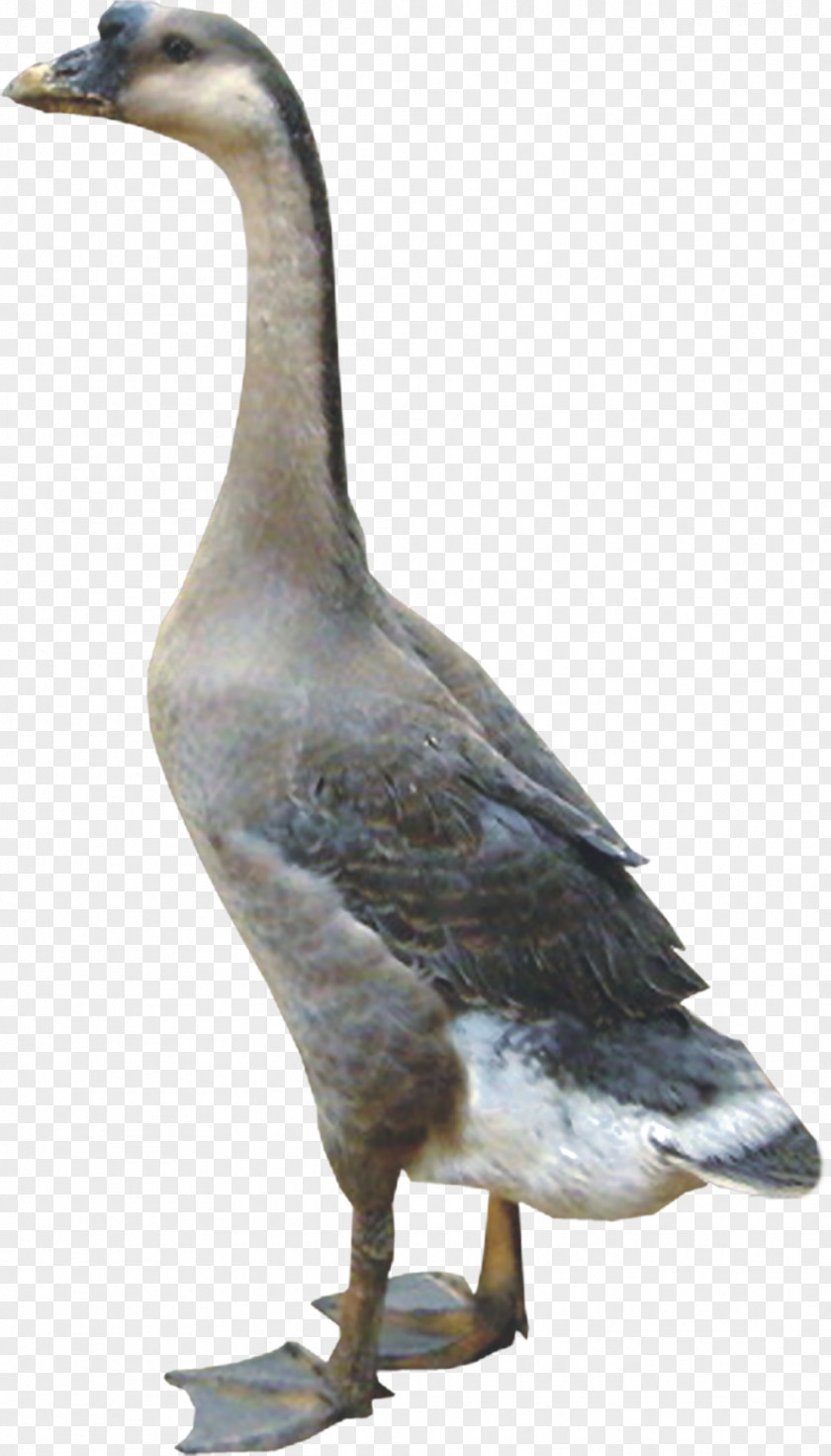 Goose Duck Domestic Chicken Poultry PNG