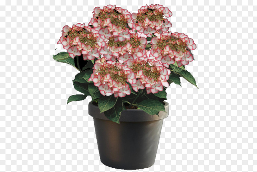 Hydrangea French Arborescens Plant Cut Flowers PNG