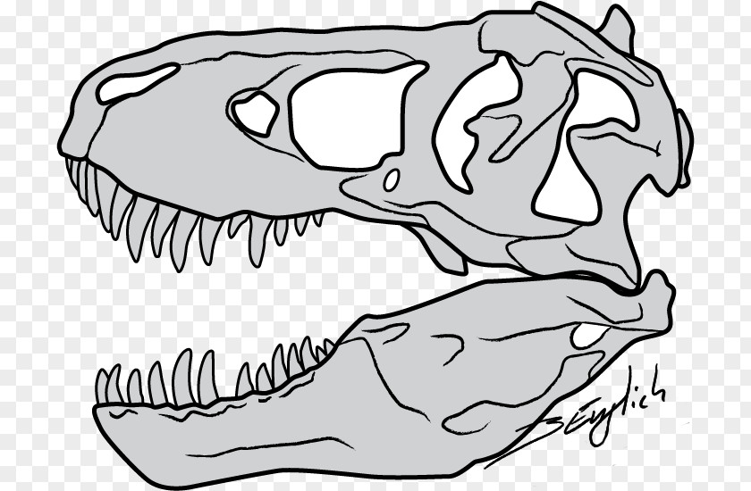 Skull Tyrannosaurus Drawing Dinosaur Sketch PNG