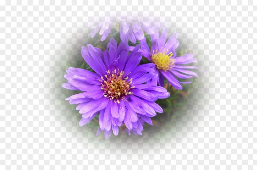 Violet Daisy Family Aster Lilac Purple PNG
