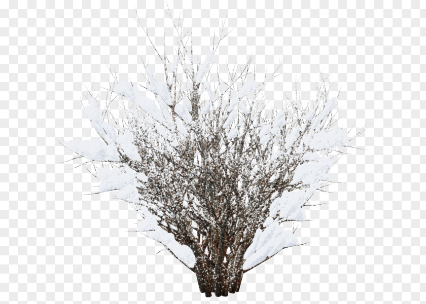 Winter Image Tree Clip Art PNG