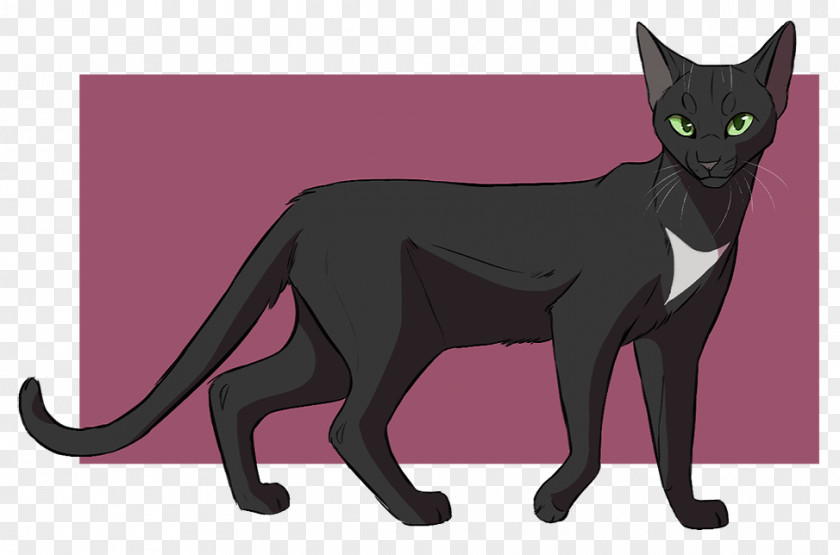 Cat Black Warriors Kitten Drawing PNG