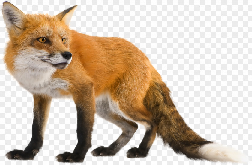 Fox Download Clip Art PNG