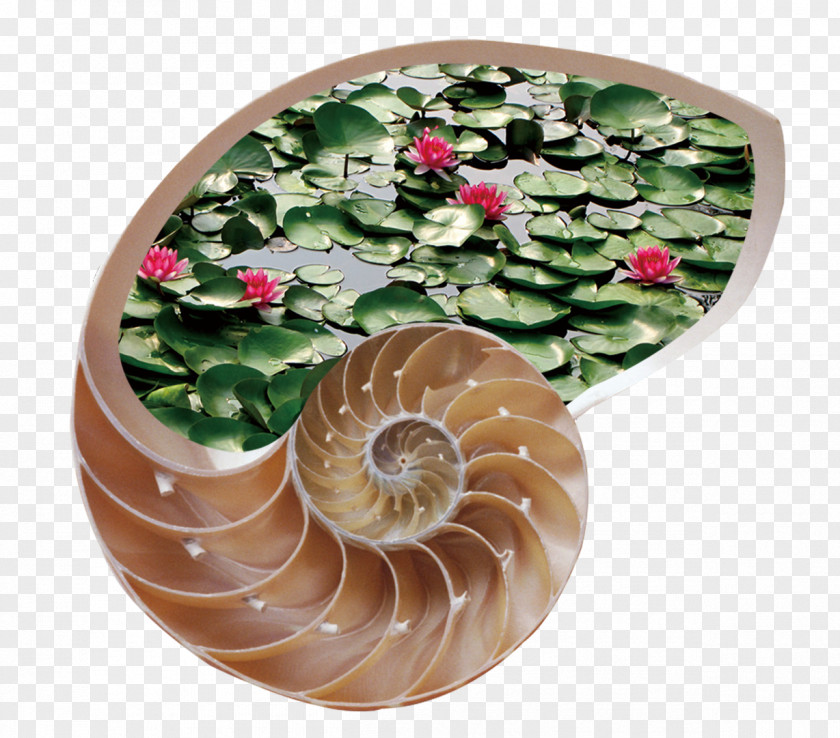 Lotus Pond And Conch Creative Design Presentation Gfycat PNG