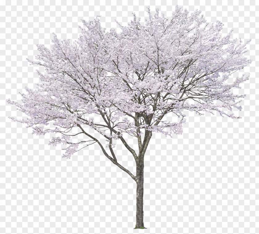 Luxuriant Trees Tree Download Clip Art PNG