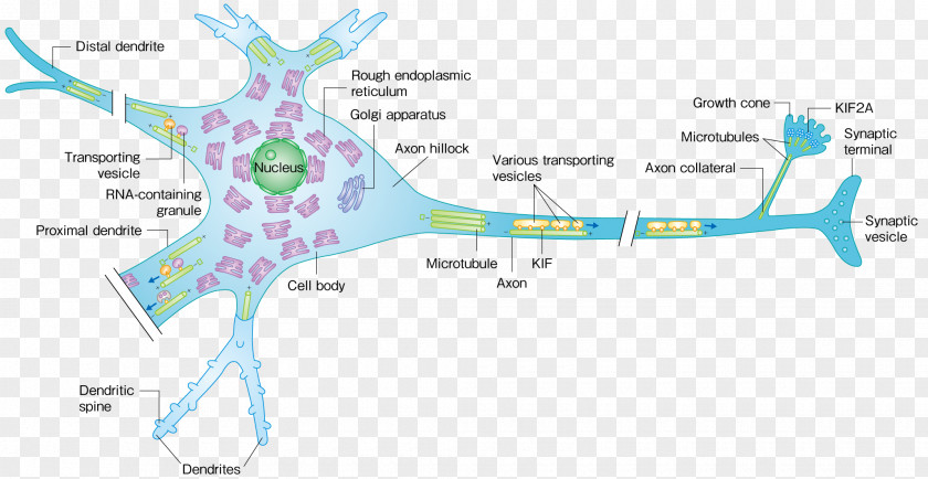 Motor Protein Kinesin Microtubule Neuron PNG
