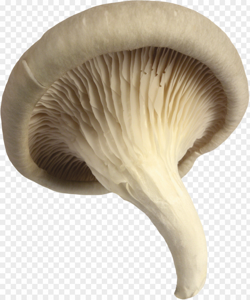 Mushrooms Pleurotus Eryngii Oyster Mushroom Agaricus PNG