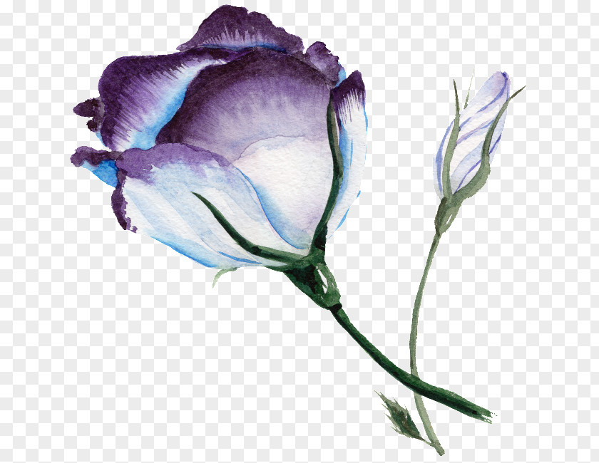 Painting Watercolour Flowers Watercolor Blue Rose Art PNG