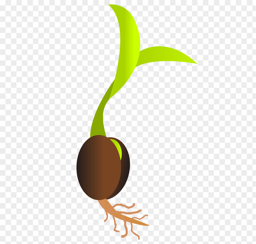 Seeds Seed Sprouting Germination Clip Art PNG