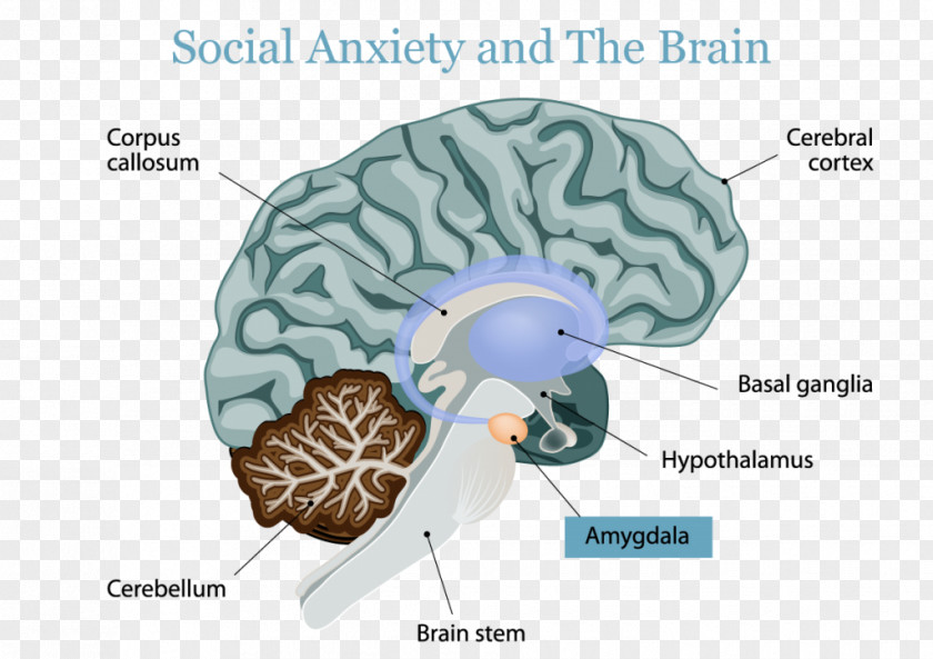 Brain Human Autism Autistic Spectrum Disorders Amygdala PNG