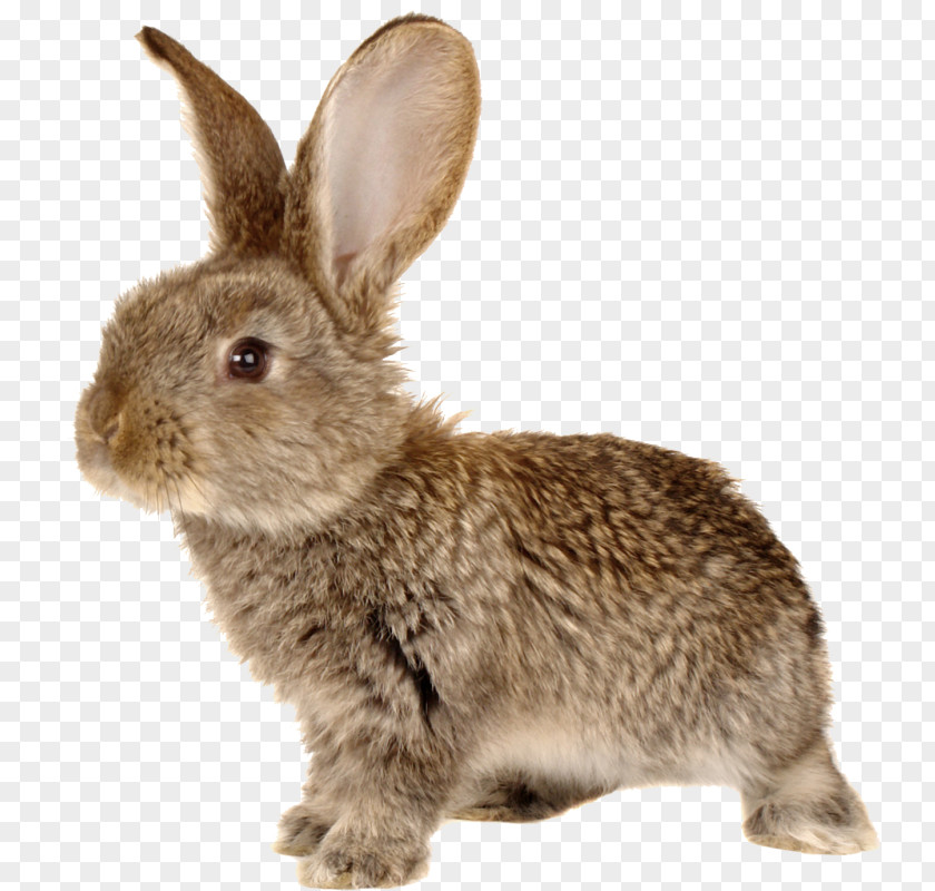 Easter Desktop Wallpaper Rabbit PNG