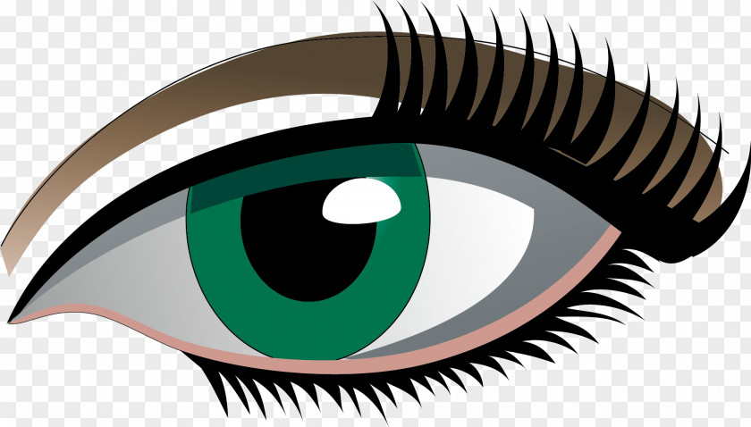 Eye Vector Simple In Invertebrates Drawing PNG