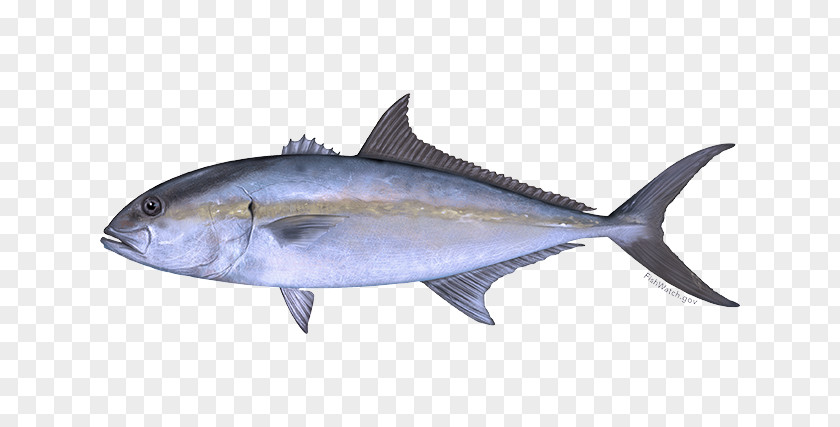 Fish Products Mouth Fin Thunnus Atlantic Bluefin Tuna PNG