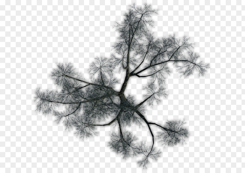 Leaf Larch Pine Twig Sky Plc PNG