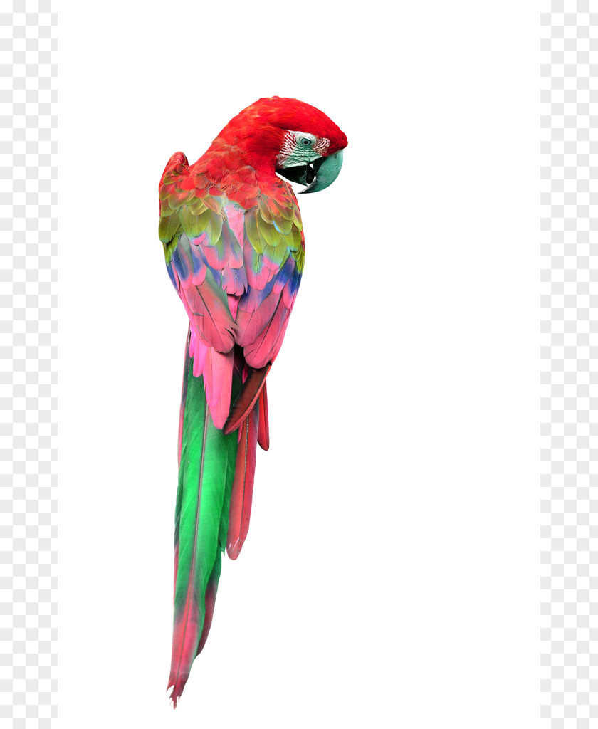 Parrot Red-and-green Macaw Great Green Yellow-crowned Amazon PNG