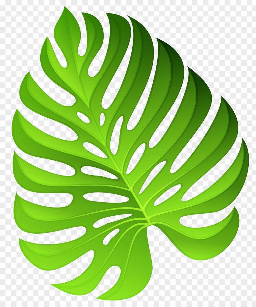 Exotic Green Plant Decoration Clipart Image Flower Clip Art PNG