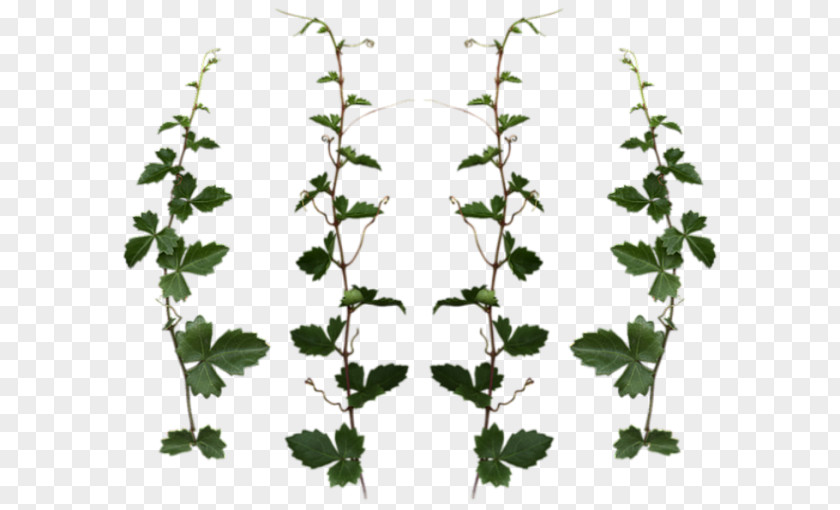 Herbes Plant Vine Tree Clipping Path PNG