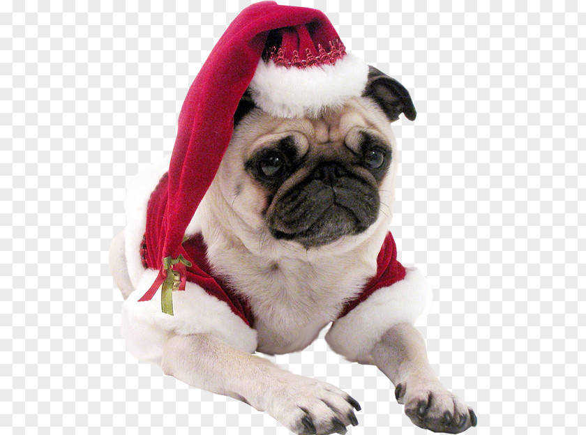 Pug Whippet Shih Tzu Puppy Christmas PNG
