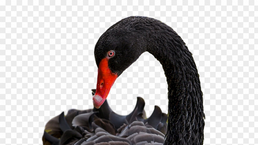 Swans Birds Water Bird Waterfowl Beak PNG